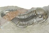 Two Unidentified Proetid Trilobites - Jorf, Morocco #362870-4